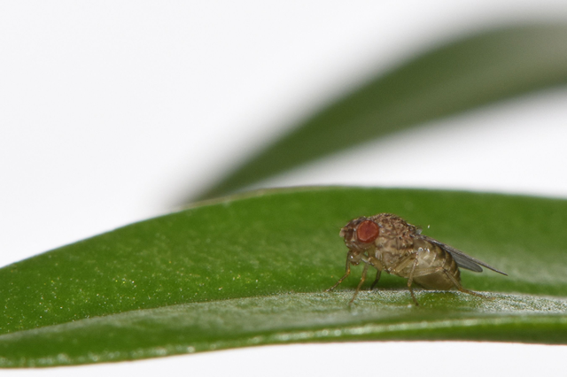This undated handout photograph released on Friday shows a fruit fly that is the offspring of a ‘virgin birth’ (AFP photo)