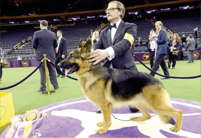 Rumour, a German shepherd and winner of Best In Show at the 141st Westminster Kennel Club Dog Show, poses for photographers with her handler Kent Boyles at Madison Square Garden in New York, on February 14, 2017 (Reuters photo by Stephanie Keith)