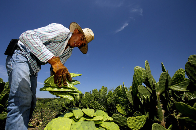 A worker collects white nopal in Zapopan, Jalisco state, Mexico, on August 1 (AFP photo by Ulises Ruiz)