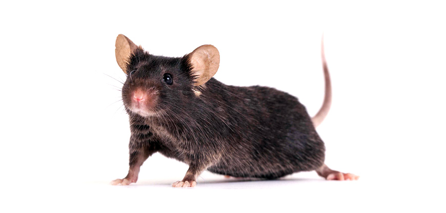  A group of specially-bred “Mighty Mice” will spend 30 days in space to help researchers learn more about bone and muscle loss (Photo courtesy of JAX)