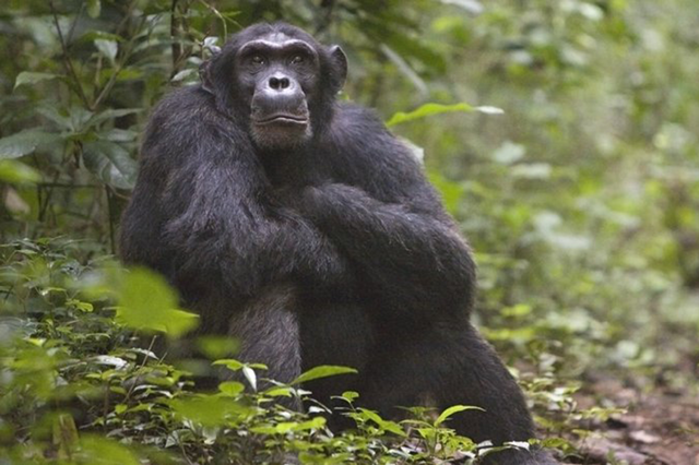 The chimps in Uganda’s Budongo Forest have been observed pounding out their signature beat which can be heard up to a kilometre away (AFP photo)