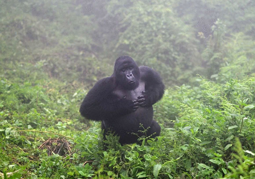  Mountain gorilla silverback beats chest (Photo courtesy of wordpress.com)