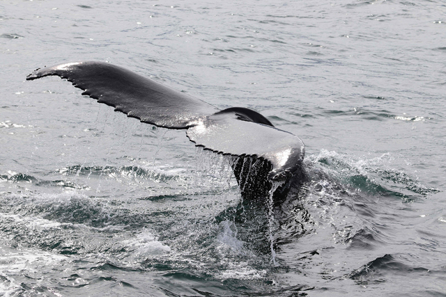  A humpback whale dives in Hestfjorour (Westfjords), Iceland, on August 2 (AFP photo by Tom Grove)