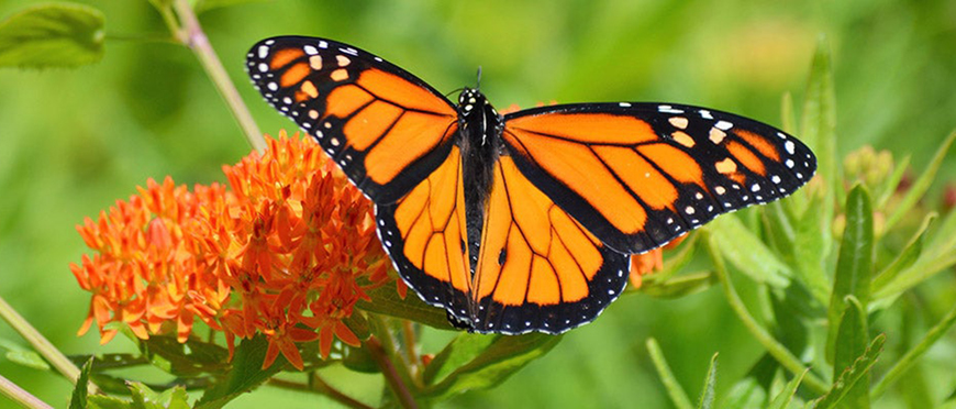 Photo courtesy of americanmeadows.com