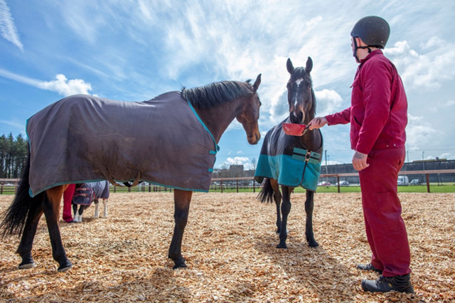  A prisoner feeds two horses at the ‘Horses for Hope’ Equine centre at the Castlerea Prison, in Co Roscommon, Ireland, on April 20 (AFP photo by Paul Faith)