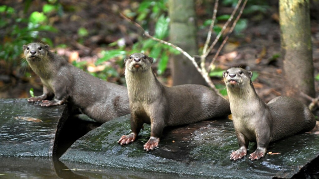 Otters in the forest at Angkor Park in Siem Reap province, on July 6 (AFP photo by Tang Chhin Sothy)