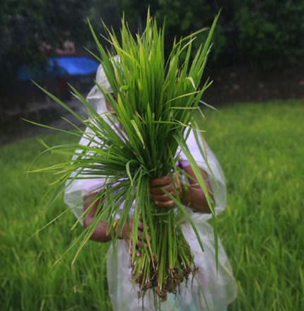  An Indian farmer prepares rice saplings for replanting in this undated photo (AP photo)