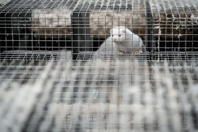 A mink on a farm in Denmark in 2020 (AFP photo by Mads Claus Rasmussen)
