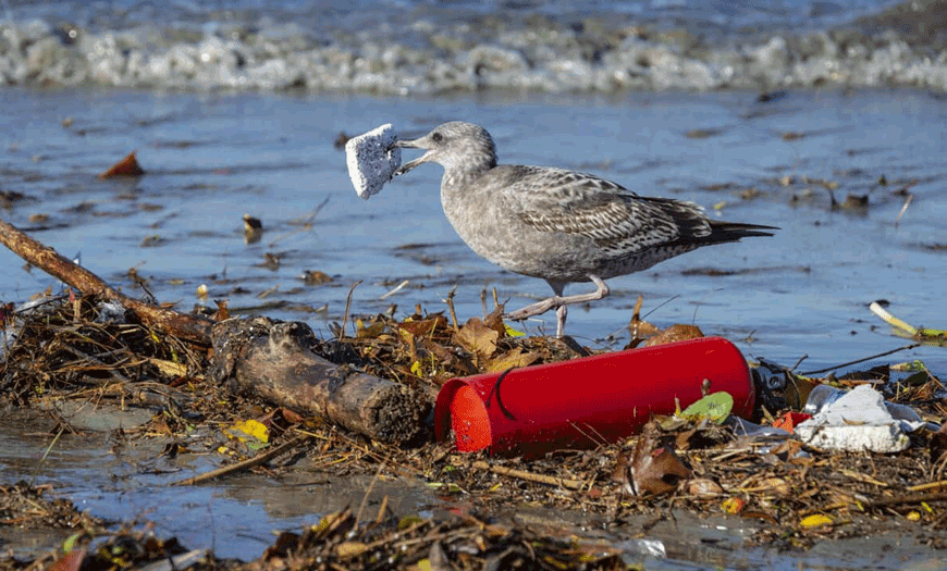 A gull picks up a piece of trash that washed up along the bank of the San Gabriel River just a few hundred metres from the Pacific Ocean in Seal Beach, California, on December 13, 2022 (AFP photo by Mark Rightmire)