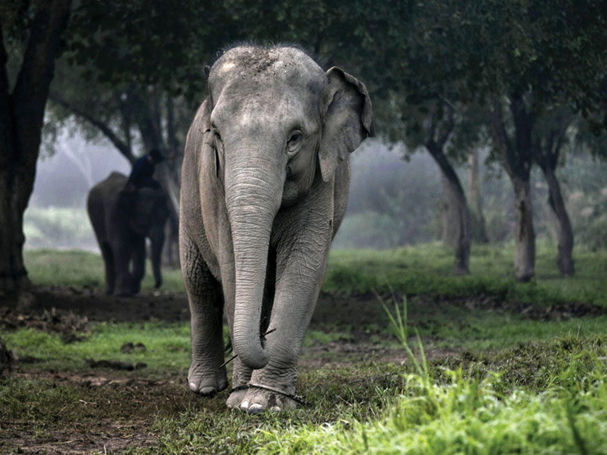 Think of the elephant as the animal kingdom’s equivalent of a slow cooker (AFP photo by Paula Bronstein)