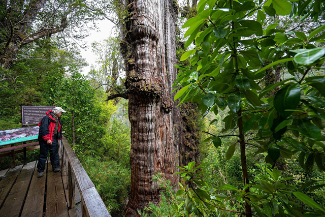 A researcher observes the “The Great Grandfather” at the Alerce Costero National Park in Valdivia, Chile, on April 10 (AFP photo)