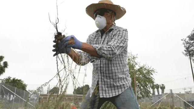California buckwheat’s delicate white and pink flowers belie an astonishing cleaning power, which scientists think could be harnessed to get rid of dangerous pollutants — and even recycle them (AFP photo)