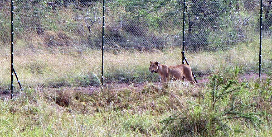 A lion brought from South Africa walks inside a temporary enclosure in Akagera National Park, in the east of Rwanda, on July 1 (AFP photo by Stephanie Aglietti)