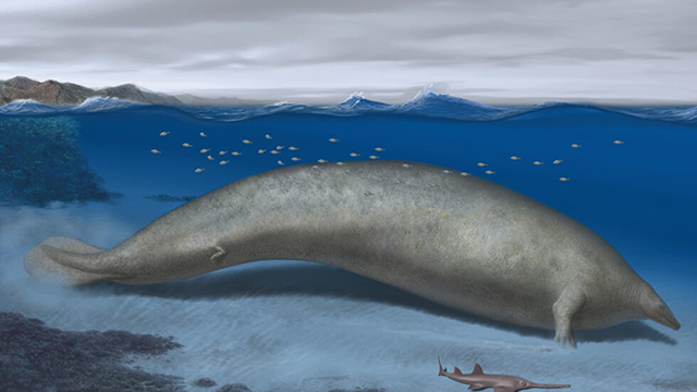 An artist’s illustration of Perucetus colossus, an ancient whale discovered in Peru that scientists think could be the heaviest animal to have ever lived (AFP photo)