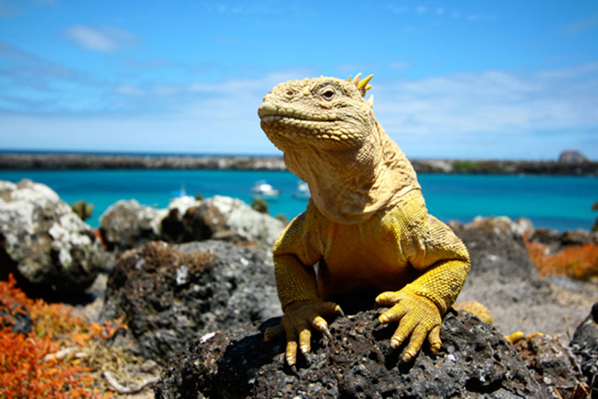  Iguana in the Galapagos (Photo courtesy of ngs.gift-planning.org)