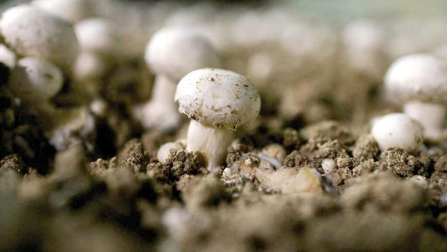 Traditionally, Paris button mushrooms are grown in former quarries, with ground limestone added to the compost  (AFP photo)