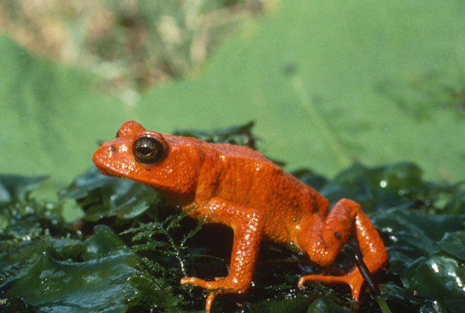 Among the last photos taken of the golden toad in Costa Rica in 1978 (AFP photo)
