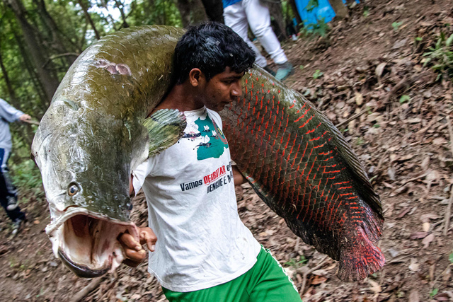 A fisherman carries a large Pirarucus (Arapaima gigas) fish at the Amana Sustainable Development Reserve, in Amazonas State, northern Brazil, on November 26, 2018  (AFP photo)