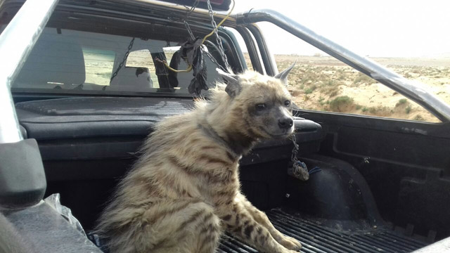The captured hyena, which was moved to a shelter, will undergo rehabilitation to be released back into the wild  (Photo courtesy of the RSCN)