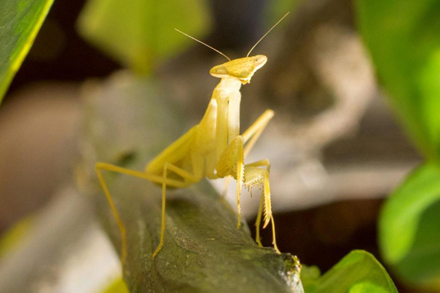 Praying mantis (AFP photo by Jack Guez)