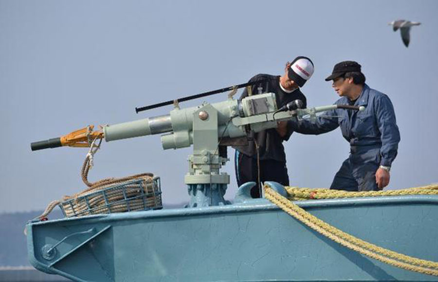 Crew of a whaling ship check a whaling gun or harpoon before departure at Ayukawa port in Ishinomaki City on April 26, 2014 (AFP photo by Kazuhiro Nogi)