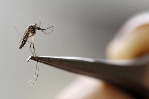 An Aedes aegypti mosquito is seen in a lab of the International Training and Medical Research Training Centre in California, Colombia, on February 2 (Reuter photo by Jaime Saldarriaga)