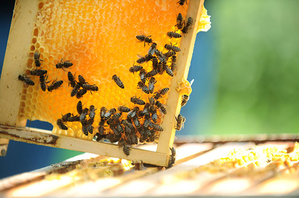 Photo courtesy of soworganic.com