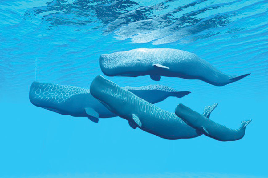 Sperm whale family (AFP photo)