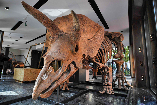  A triceratops, ‘Big John’, was sold at Drouot auction house in Paris, France, on Thursday (AFP photo by Christophe Archambault)