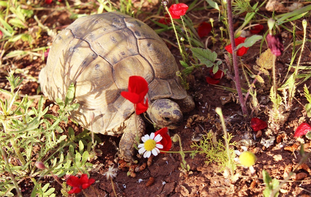 Jordan is home to two species of turtles listed on the International Union for Conservation of Nature’s Red List of Threatened Species, said Abeer Bilbeisi, CEO of JSCT (Photo Courtesy of Abeer Bilbeisi)