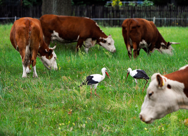 In this file photo taken on August 18, 2013, storks stand next to cows on a meadow near Warsaw (AFP photo)
