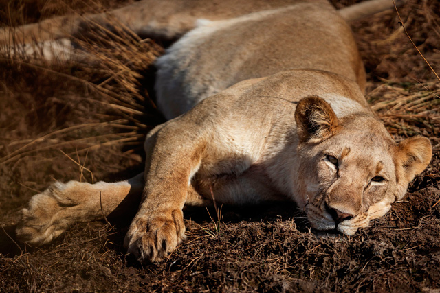 A lioness is seen during a guided safari tour at the Dinokeng Game Reserve outside Pretoria, on Friday (AFP photo)