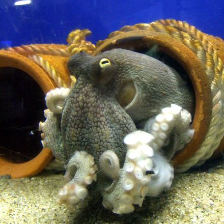 Octopus vulgaris  (Photo courtesy of wikimedia.org)