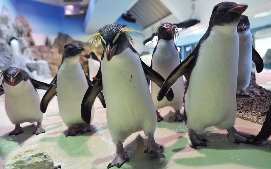 Southern Rockhopper Penguins travel far but return to mates (AFP photo)