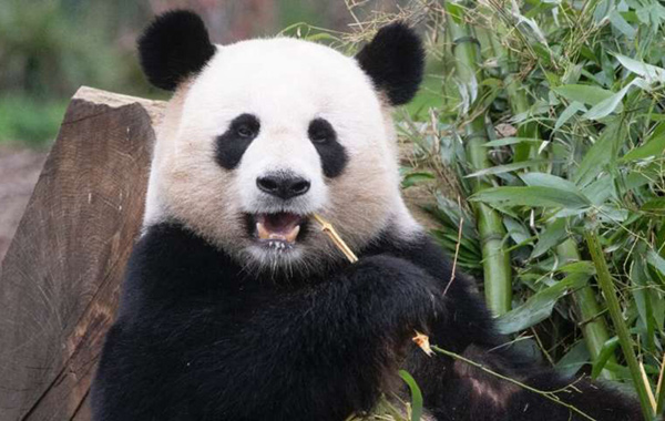 A panda eating bamboo   (AFP photo)