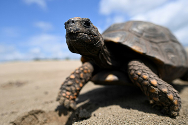 Half of turtle species assessed are at risk (AFP photo)