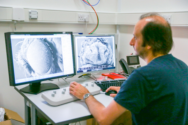 A scientist studies a non-modified DNA (left) and a modified DNA image of a fly’s eye with an electron microscope (AFP photo)