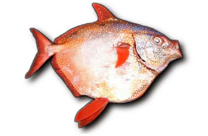 The warm-blooded fish known as opah defies conventional knowledge about fish (Photo courtesy of NOAA)