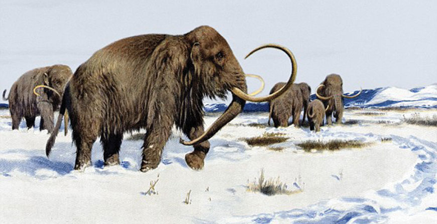 Illustration of woolly mammoths enduring extreme Arctic conditions (Photo courtesy of taringa.net)