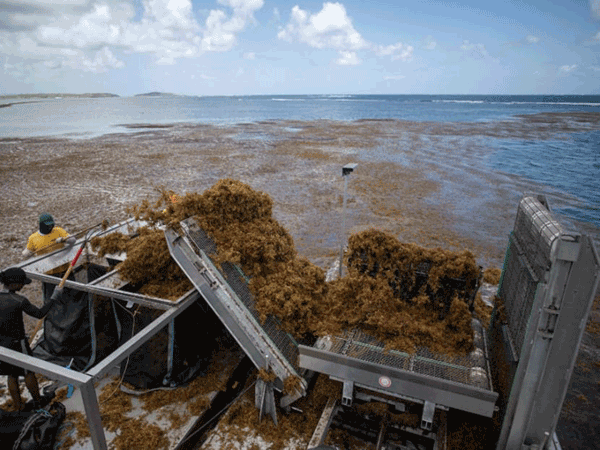 The ‘Sargator 2’ vessel extracts live Sargassum from the water’s surface after it’s intercepted with nets before washing ashore, off the coast of Le Francois on France’s Caribbean island of Martinique on April 19 (AFP photo)
