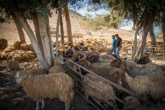 In 2016, Jordan exported some 450,000 sheep, over 70 per cent of which were destined to Saudi Arabia, according to the Agriculture Ministry  (Photo by Amjad Ghsoun)