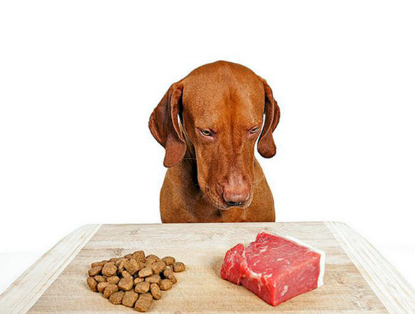Photo courtesy of abrapets.com