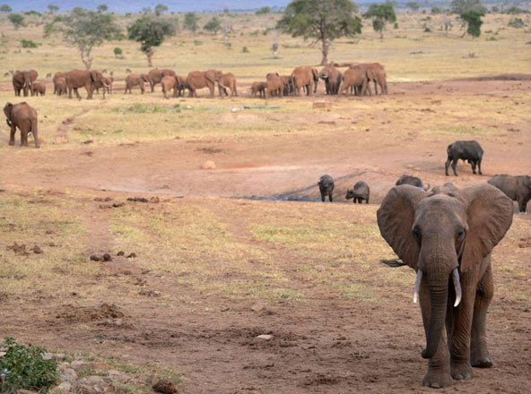  In this photo taken in February 2017, elephants and buffaloes can be seen around a water hole in Tsavo West National Park, southeast of Nairobi (AFP photo)
