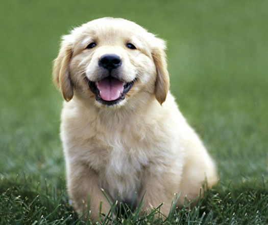 Photo courtesy of animalwall.xyz