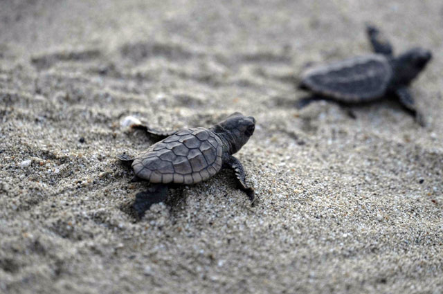 Turtle hatchlings of the endangered loggerhead species head to the ocean after being released by conservationists on El Puerto beach, in La Sabana, La Guaira State, Venezuela, on July 29 (AFP photo)