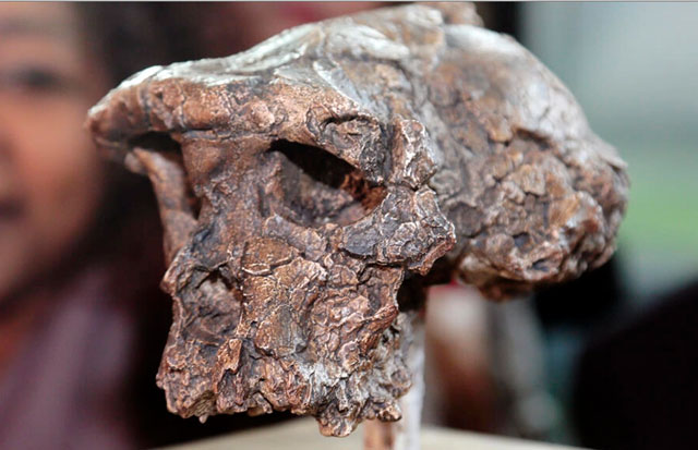 The partial skull of the Sahelanthropus tchadensis dubbed “Toumai”, which was discovered in Chad in 2001 (AFP photo by Jacques Demarthon)
