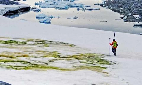 Blooming algae is tuning Antarctica green (AFP photo)