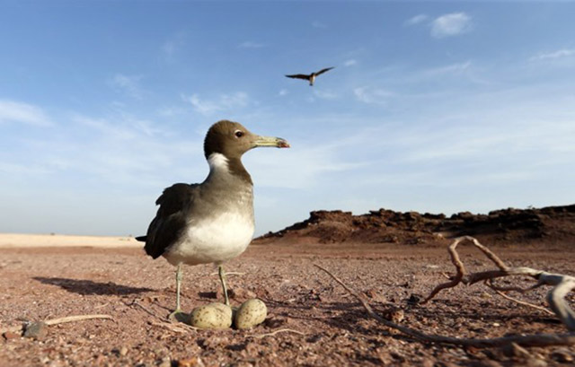  Photo taken on May 12, shows a sooty gull standing next to eggs on the island of Sir Bu Nair, Emirate of Sharjah (AFP photo by Karim Sahib)