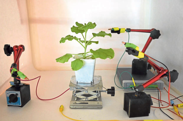 Photo taken on March 24 shows a test of electrodes attached on the surface of a tobacco plant at a laboratory in Singapore, as scientists develop a high-tech system for communicating with vegetation (AFP photo)