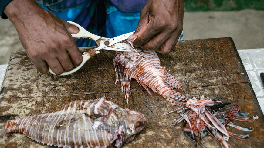 Fisherman William Alvarez cuts off the poisonous spines from a lionfish while cleaning it to prepare ceviche that he sells to tourists on the beach of Chichiviriche de la Costa, Vargas state, Venezuela, on October 30 (AFP photo)